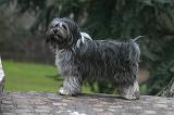TERRIER DU TIBET 378